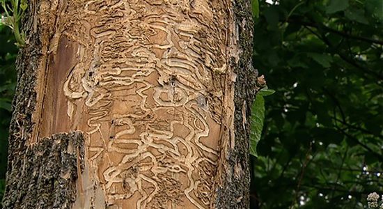 Agrile du frêne : 500 arbres traités par la Ville de Québec - Céline Fabriès