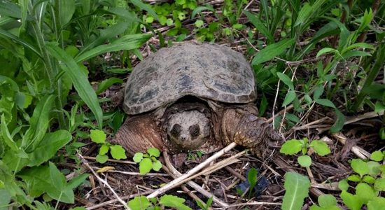 Flore et faune locales : nos tortues urbaines - Jean Cazes