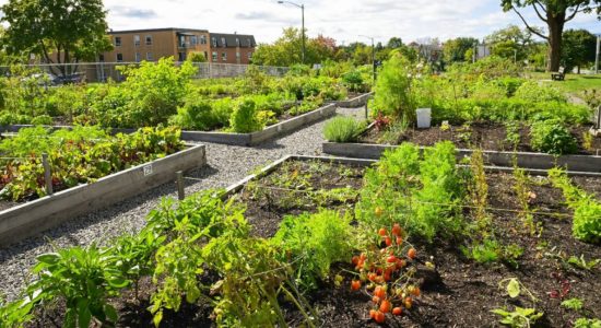 Jardins partagés et projets de verdissement dans nos quartiers - Simon Bélanger